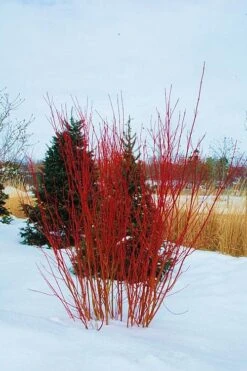 Red Osier Red Twig Dogwood (Cornus Sericea) - 2 Gallon Pot -Plant Discount Store cornus sericera red osier dogwood 4