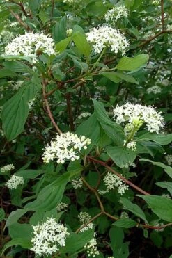 Arctic Fire Red Twig Dogwood - 12" Pot -Plant Discount Store cornus sericera red osier dogwood 5