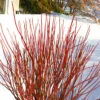 Arctic Fire Red Twig Dogwood - 3 Gallon Pot 1 Arctic Fire Red Twig Dogwood - 3 Gallon Pot -Plant Discount Store cornus stolonifera farrow arctic fire red twig dogwood 1 1