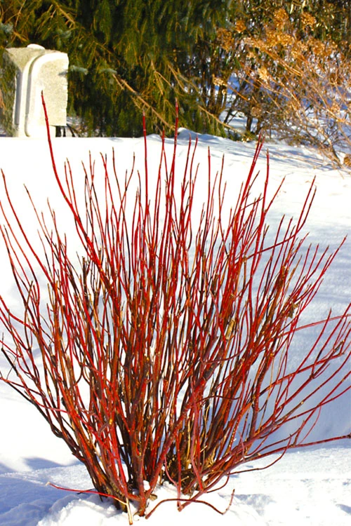 Arctic Fire Red Twig Dogwood - 3 Gallon Pot 3 Arctic Fire Red Twig Dogwood - 3 Gallon Pot
