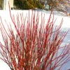 Arctic Fire Red Twig Dogwood - 12" Pot 2 Arctic Fire Red Twig Dogwood - 12" Pot -Plant Discount Store cornus stolonifera farrow arctic fire red twig dogwood 1