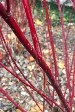 Arctic Fire Red Twig Dogwood - 3 Gallon Pot 15 Arctic Fire Red Twig Dogwood - 3 Gallon Pot -Plant Discount Store cornus stolonifera farrow arctic fire red twig dogwood 2 1