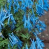Hillier Porcelain Blue Corydalis - 1 Gallon Pot -Plant Discount Store corydalis flexuosa porcelian blue 2