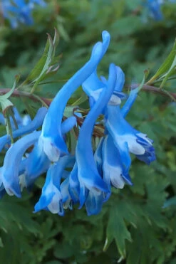 Hillier Porcelain Blue Corydalis - 1 Gallon Pot 11 Hillier Porcelain Blue Corydalis - 1 Gallon Pot -Plant Discount Store corydalis flexuosa porcelian blue 3