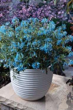 Hillier Porcelain Blue Corydalis - 1 Gallon Pot 10 Hillier Porcelain Blue Corydalis - 1 Gallon Pot -Plant Discount Store corydalis flexuosa porcelian blue 5