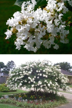 Acoma Weeping White Crape Myrtle - 1 Gallon Pot -Plant Discount Store crape myrtle acoma 500x750 1