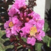 Delta Jazz Crape Myrtle - 3 Gallon Pot 2 Delta Jazz Crape Myrtle - 3 Gallon Pot -Plant Discount Store crape myrtle delta jazz 201 1