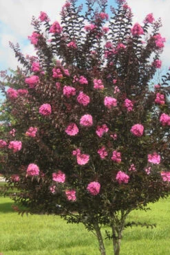 Delta Jazz Crape Myrtle - 3 Gallon Pot -Plant Discount Store crape myrtle delta jazz 50