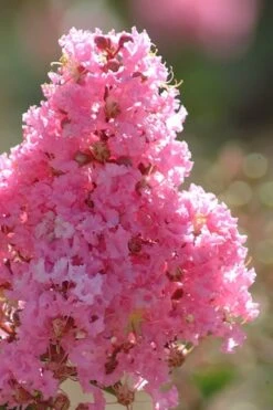 Sioux Pink Crape Myrtle Tree (Single Trunk) - 5 Gallon Pot 9 Sioux Pink Crape Myrtle Tree (Single Trunk) - 5 Gallon Pot -Plant Discount Store crape myrtle sioux pink 52