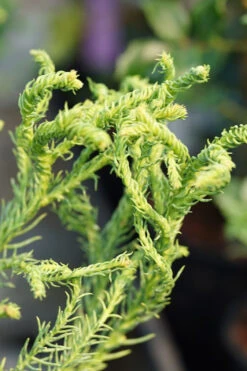 Spiraliter Falcata Cryptomeria (Japanese Cedar) - 1 Gallon Pot
