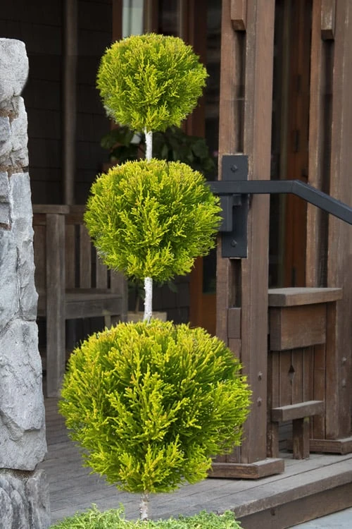 Goldcrest Monterey Lemon Cypress 3-Ball Poodle Tier Topiary - 7 Gallon Pot 3 Goldcrest Monterey Lemon Cypress 3-Ball Poodle Tier Topiary - 7 Gallon Pot