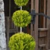 Goldcrest Monterey Lemon Cypress - 3-Ball Poodle Tier Topiary - 5 Gallon Pot 1 Goldcrest Monterey Lemon Cypress - 3-Ball Poodle Tier Topiary - 5 Gallon Pot -Plant Discount Store cypress goldcrest monterey poodle tier 1 3