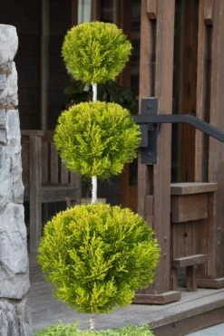 Goldcrest Monterey Lemon Cypress - 3-Ball Poodle Tier Topiary - 5 Gallon Pot