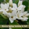 Jim's Pride White Summer Daphne - Daphne X Transatlantica - 1 Gallon Pot 2 Jim's Pride White Summer Daphne - Daphne X Transatlantica - 1 Gallon Pot -Plant Discount Store daphne jims pride 15