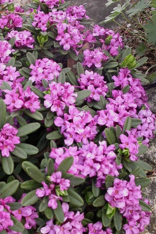 Lawrence Crocker Dwarf Daphne - 1 Gallon Pot 6 Lawrence Crocker Dwarf Daphne - 1 Gallon Pot - Image 4