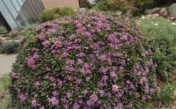Lawrence Crocker Dwarf Daphne - 1 Gallon Pot 11 Lawrence Crocker Dwarf Daphne - 1 Gallon Pot -Plant Discount Store daphne lawrence crocker 7