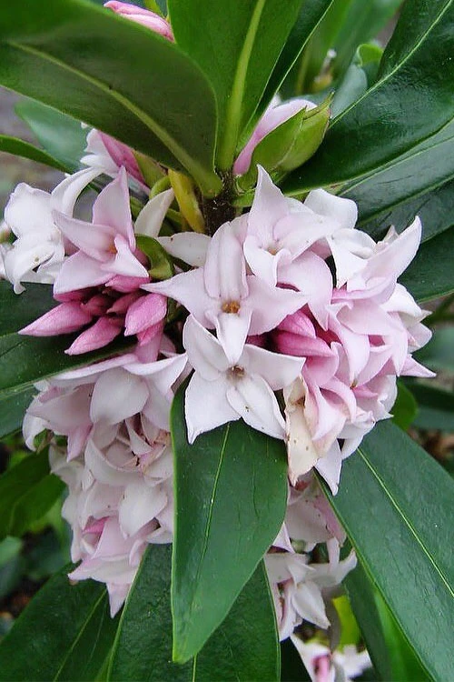 Pink Perfume Princess Winter Daphne - 2 Gallon Pot (SALE) 9 Pink Perfume Princess Winter Daphne - 2 Gallon Pot (SALE) - Image 7