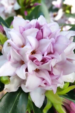 Pink Perfume Princess Winter Daphne - 2 Gallon Pot (SALE) 18 Pink Perfume Princess Winter Daphne - 2 Gallon Pot (SALE) -Plant Discount Store daphne perfume princess 12