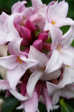 Pink Perfume Princess Winter Daphne - 2 Gallon Pot (SALE) 17 Pink Perfume Princess Winter Daphne - 2 Gallon Pot (SALE) -Plant Discount Store daphne perfume princess 15