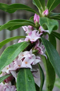 Pink Perfume Princess Winter Daphne - 2 Gallon Pot (SALE) 23 Pink Perfume Princess Winter Daphne - 2 Gallon Pot (SALE) -Plant Discount Store daphne perfume princess 17