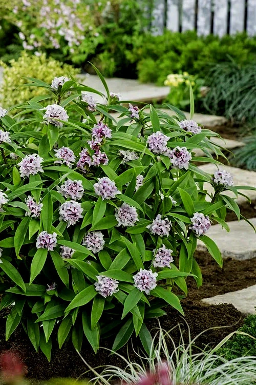 Pink Perfume Princess Winter Daphne - 2 Gallon Pot (SALE) 10 Pink Perfume Princess Winter Daphne - 2 Gallon Pot (SALE) - Image 8