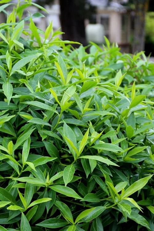 Pink Perfume Princess Winter Daphne - 2 Gallon Pot (SALE) 12 Pink Perfume Princess Winter Daphne - 2 Gallon Pot (SALE) - Image 10