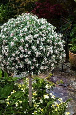 Eternal Fragrance Summer Daphne (Tree Form Topiary) - 1 Gallon Pot