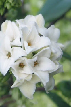 White Perfume Princess Winter Daphne - 2 Gallon Pot
