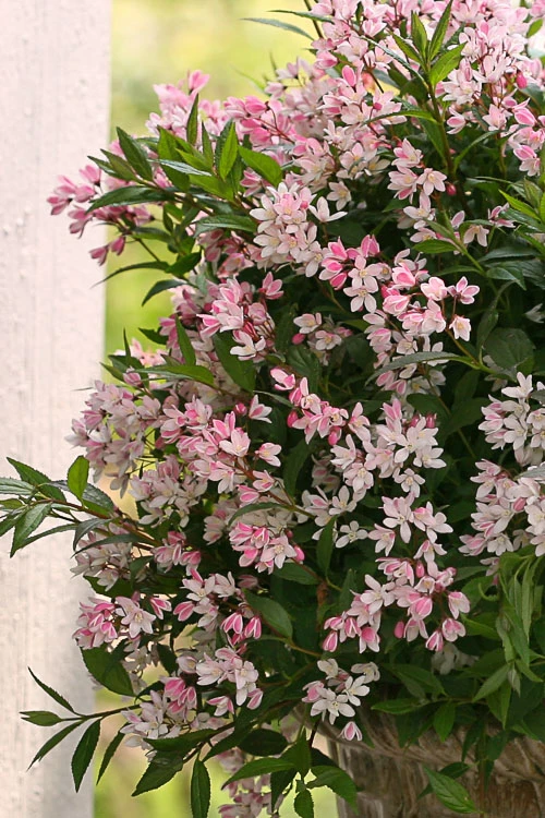 Yuki Cherry Blossom Deutzia - 3 Gallon Pot 6 Yuki Cherry Blossom Deutzia - 3 Gallon Pot - Image 4