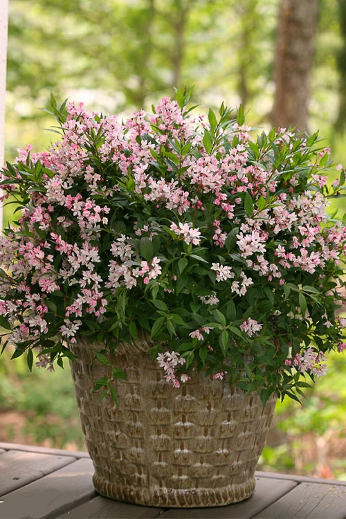 Yuki Cherry Blossom Deutzia - 3 Gallon Pot 3 Yuki Cherry Blossom Deutzia - 3 Gallon Pot