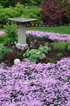 Bath's Pink Dianthus - 5 Pack Of Quart Pots 11 Bath's Pink Dianthus - 5 Pack Of Quart Pots -Plant Discount Store dianthus baths pink 102