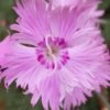 Bath's Pink Dianthus - 5 Pack Of Quart Pots 1 Bath's Pink Dianthus - 5 Pack Of Quart Pots -Plant Discount Store dianthus baths pink 103