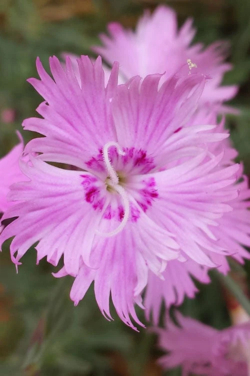 Bath's Pink Dianthus - 5 Pack Of Quart Pots 3 Bath's Pink Dianthus - 5 Pack Of Quart Pots