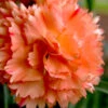 Super Trouper Orange Dianthus (Carnation) - 10 Pack Of Quart Pots