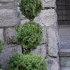 Dwarf Alberta Spruce 3 Ball Poodle Tier Topiary - 3 Gallon Pot