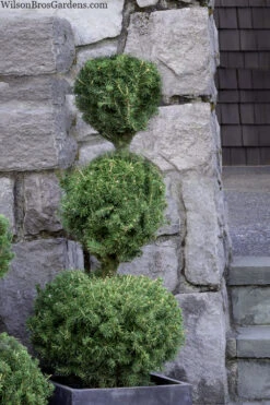 Dwarf Alberta Spruce 3 Ball Poodle Tier Topiary - 3 Gallon Pot