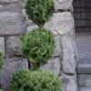 Poodle Tier Dwarf Alberta Spruce Topiary - 5 Gallon Pot 2 Poodle Tier Dwarf Alberta Spruce Topiary - 5 Gallon Pot -Plant Discount Store dwarf alberta spruce 3 ball poodle tier 12