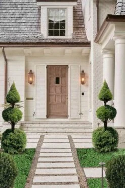 Dwarf Alberta Spruce 2-Ball Cone Topiary - 5 Gallon Pot 9 Dwarf Alberta Spruce 2-Ball Cone Topiary - 5 Gallon Pot -Plant Discount Store dwarf alberta spruce 3 ball poodle tier with pyramid1