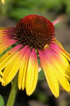 Yellow Rainbow Marcella Coneflower - 1 Gallon Pot 13 Yellow Rainbow Marcella Coneflower - 1 Gallon Pot -Plant Discount Store echinacea butterfly yellow rainbow marcella coneflower 1