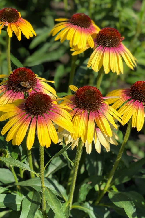 Yellow Rainbow Marcella Coneflower - 1 Gallon Pot 7 Yellow Rainbow Marcella Coneflower - 1 Gallon Pot - Image 5