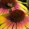 Yellow Rainbow Marcella Coneflower - 1 Gallon Pot 2 Yellow Rainbow Marcella Coneflower - 1 Gallon Pot -Plant Discount Store echinacea butterfly yellow rainbow marcella coneflower 3