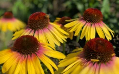 Yellow Rainbow Marcella Coneflower - 1 Gallon Pot 17 Yellow Rainbow Marcella Coneflower - 1 Gallon Pot -Plant Discount Store echinacea butterfly yellow rainbow marcella coneflower 5
