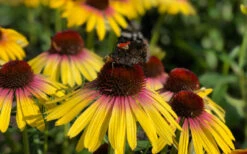 Yellow Rainbow Marcella Coneflower - 1 Gallon Pot 16 Yellow Rainbow Marcella Coneflower - 1 Gallon Pot -Plant Discount Store echinacea butterfly yellow rainbow marcella coneflower 6