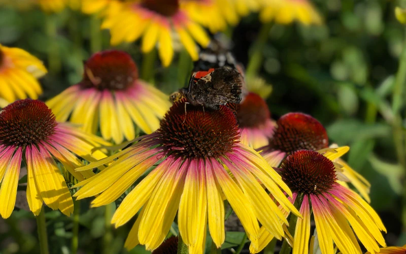 Yellow Rainbow Marcella Coneflower - 1 Gallon Pot 9 Yellow Rainbow Marcella Coneflower - 1 Gallon Pot - Image 7
