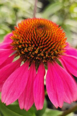 Panama Rose Everblooming Coneflower (Echinacea) - 1 Gallon Pot -Plant Discount Store echinacea purpurea panama rose coneflower 1 1