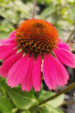 Panama Rose Everblooming Coneflower (Echinacea) - 1 Gallon Pot -Plant Discount Store echinacea purpurea panama rose coneflower 2 1