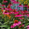 Panama Rose Everblooming Coneflower (Echinacea) - 5 Pack Of Quart Pots 2 Panama Rose Everblooming Coneflower (Echinacea) - 5 Pack Of Quart Pots -Plant Discount Store echinacea purpurea panama rose coneflower 5