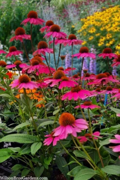 Panama Rose Everblooming Coneflower (Echinacea) - 5 Pack Of Quart Pots