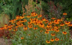 Tiki Torch Orange Coneflower (Echinacea) - 1 Gallon Pot -Plant Discount Store echinacea tiki torch coneflower 10