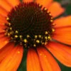 Tiki Torch Orange Coneflower (Echinacea) - 1 Gallon Pot 1 Tiki Torch Orange Coneflower (Echinacea) - 1 Gallon Pot -Plant Discount Store echinacea tiki torch coneflower 11